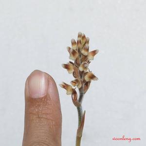 Cystorchis variegata