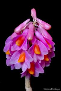 Dendrobium pseudoglomeratum