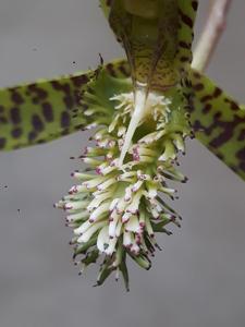 Catasetum cristatum