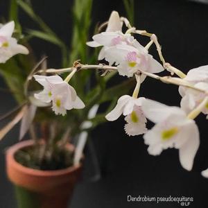 Dendrobium pseudoequitans