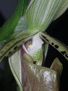 Paphiopedilum parishii