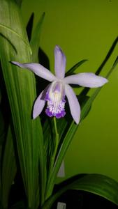 Bletilla striata