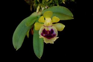 Gastrochilus retrocallus