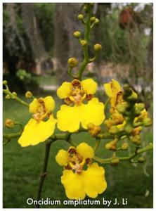 Rossioglossum ampliatum