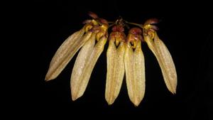 Bulbophyllum longiflorum