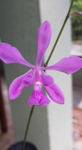 Encyclia jenischiana