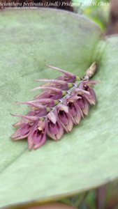 Acianthera pectinata