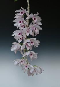 Dendrobium anosmum var. huttonii