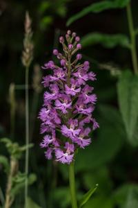 Platanthera psycodes