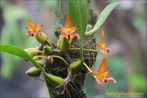 Bulbophyllum claptonense