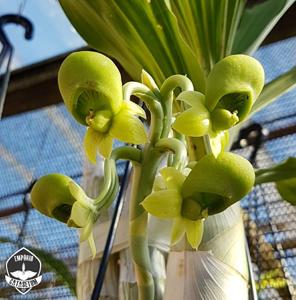 Catasetum complanatum