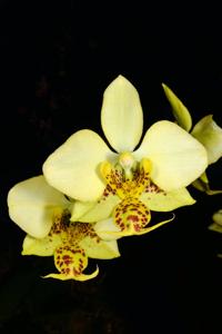 Phalaenopsis stuartiana