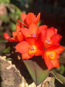 Cattleya cernua