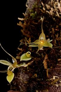 Brachionidium valerioi