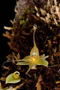 Brachionidium valerioi