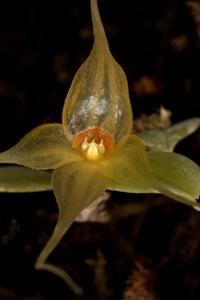 Brachionidium valerioi