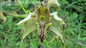 Dendrobium finisterrae