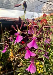 Encyclia cordigera var. rosea