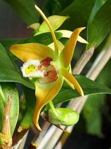 Dendrobium fleckeri