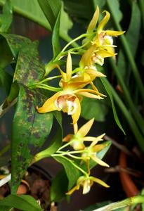 Dendrobium fleckeri