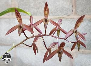 Catasetum callosum