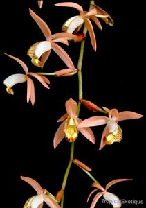 Coelogyne velutina