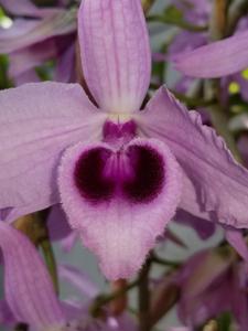 Dendrobium anosmum