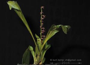 Eria javanica