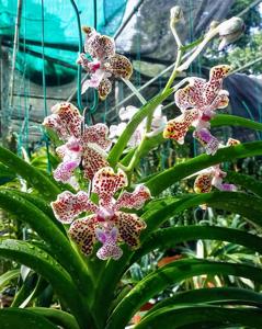 Vanda lombokensis