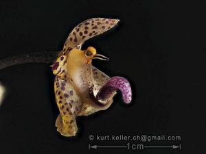 Bulbophyllum violaceolabellum