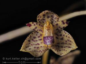 Bulbophyllum violaceolabellum
