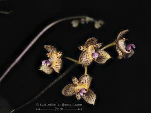 Bulbophyllum violaceolabellum