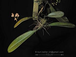 Bulbophyllum violaceolabellum