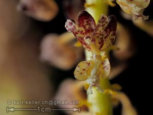 Mycaranthes latifolia