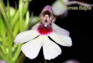 Cynorkis angustipetala