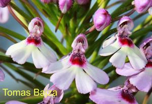 Cynorkis angustipetala