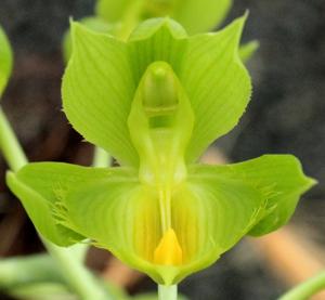 Catasetum triodon
