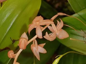 Coelogyne hampelii