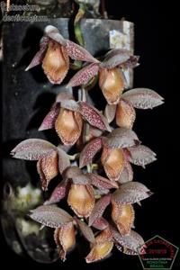 Catasetum denticulatum