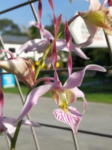 Dendrobium leporinum