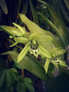 Coelogyne mayeriana