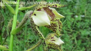 Dendrobium finisterrae