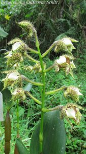 Dendrobium finisterrae