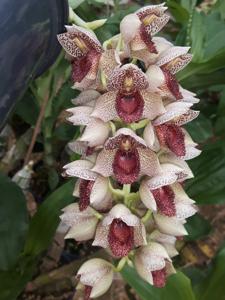 Catasetum denticulatum