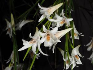 Dendrobium exile