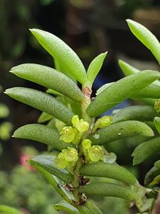 Adenoncos vesiculosa