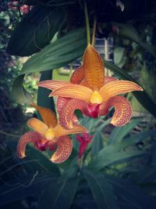 Bulbophyllum lobbii subsp. breviflorum