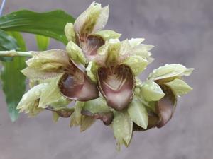 Catasetum vinaceum
