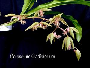 Catasetum gladiatorium