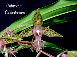 Catasetum gladiatorium